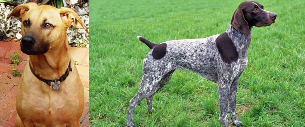 German Shorthaired Pointer vs Combai - Breed Comparison
