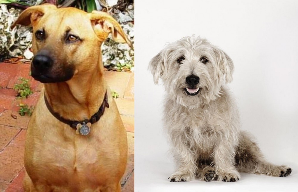 Glen of Imaal Terrier vs Combai - Breed Comparison