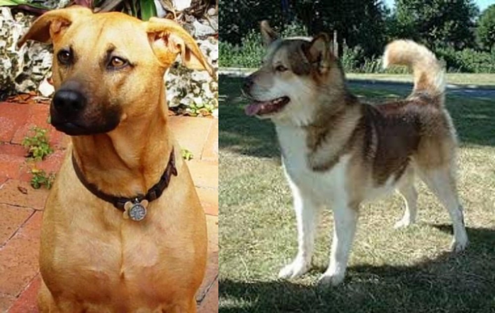 Greenland Dog vs Combai - Breed Comparison