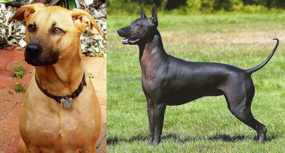 Hairless Khala vs Combai - Breed Comparison