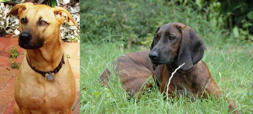 Hanover Hound vs Combai - Breed Comparison