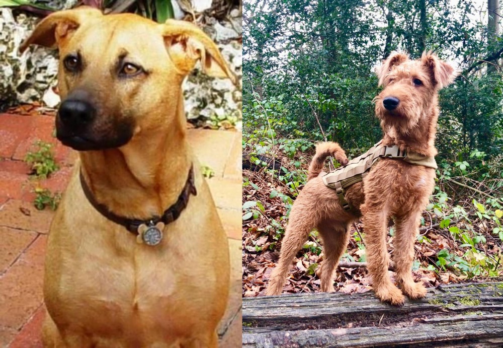 Irish Terrier vs Combai - Breed Comparison