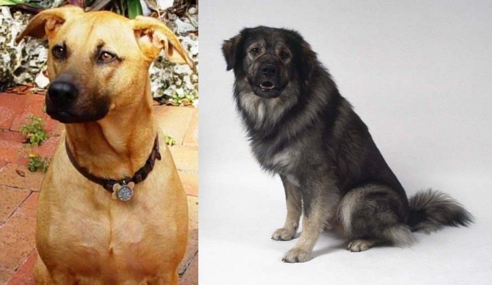Istrian Sheepdog vs Combai - Breed Comparison