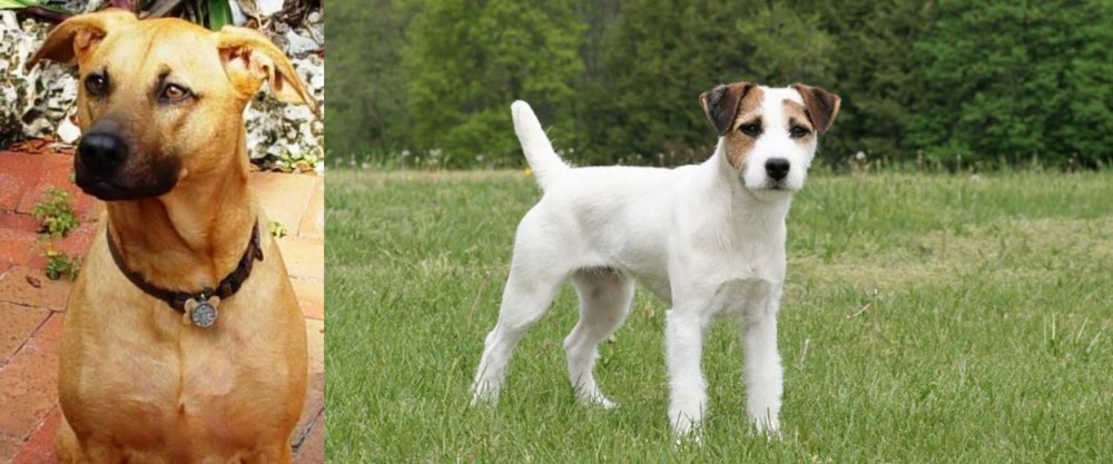 Jack Russell Terrier vs Combai - Breed Comparison