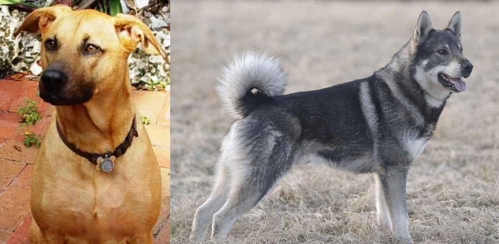 Jamthund vs Combai - Breed Comparison