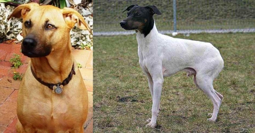 Japanese Terrier vs Combai - Breed Comparison
