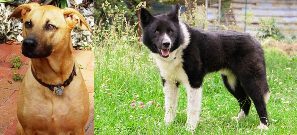 Karelian Bear Dog vs Combai - Breed Comparison