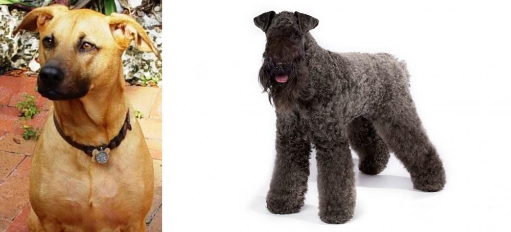 Kerry Blue Terrier vs Combai - Breed Comparison