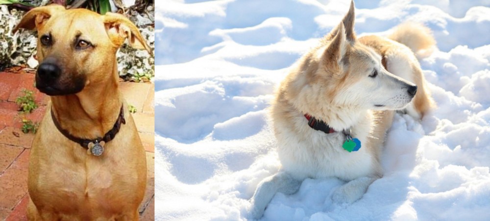 Labrador Husky vs Combai - Breed Comparison