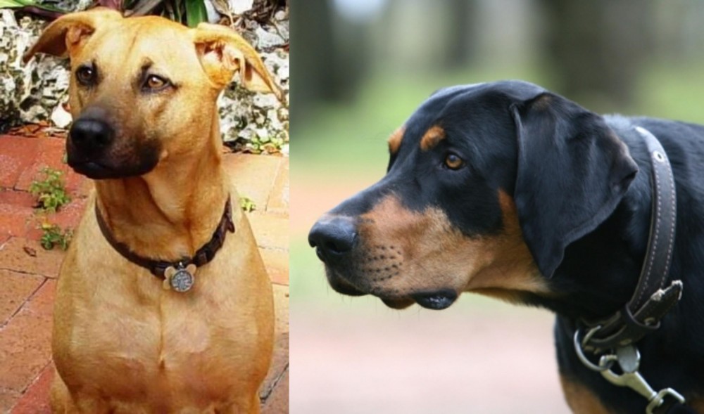 Lithuanian Hound vs Combai - Breed Comparison