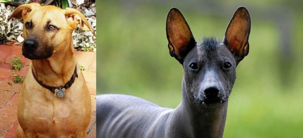 Mexican Hairless vs Combai - Breed Comparison