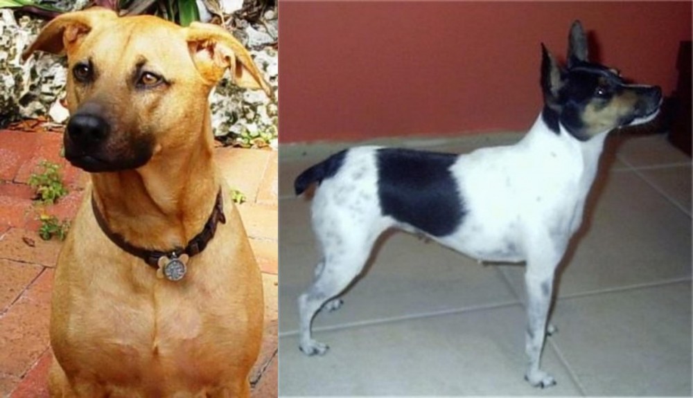 Miniature Fox Terrier vs Combai - Breed Comparison