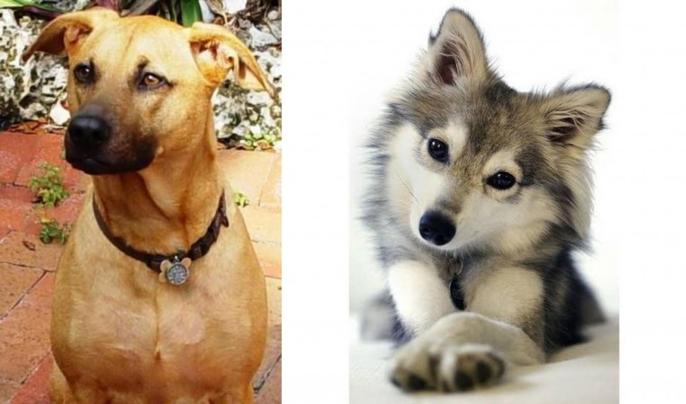 Miniature Siberian Husky vs Combai - Breed Comparison