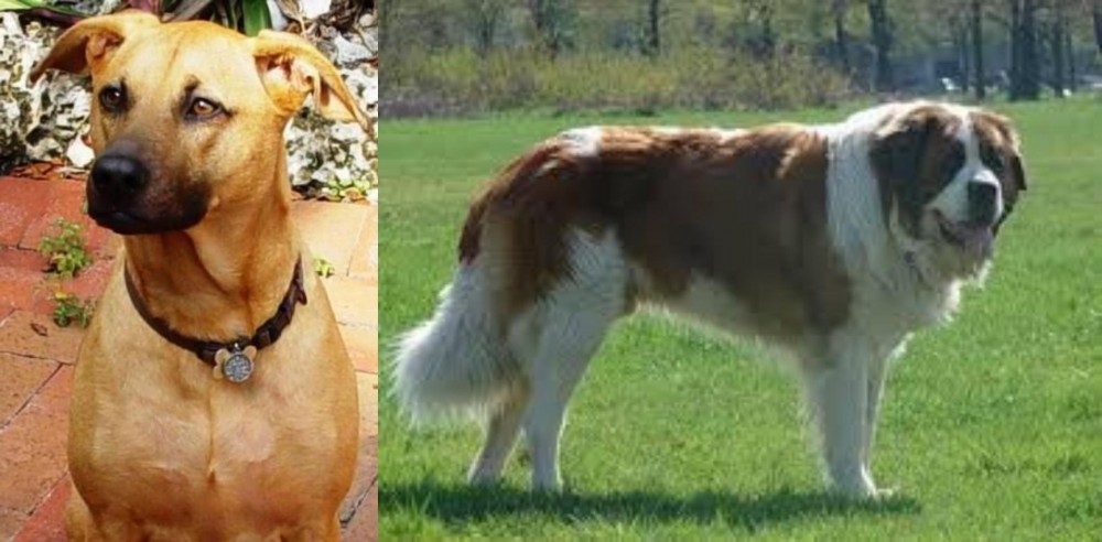 Moscow Watchdog vs Combai - Breed Comparison