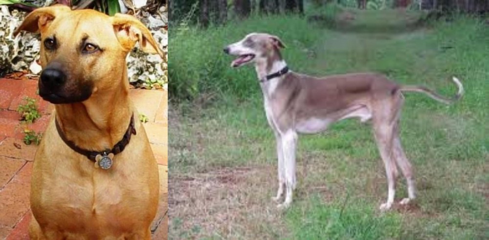 Mudhol Hound vs Combai - Breed Comparison