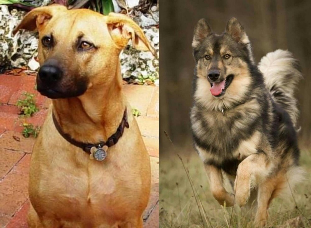 Native American Indian Dog vs Combai - Breed Comparison