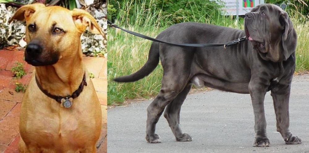 Neapolitan Mastiff vs Combai - Breed Comparison