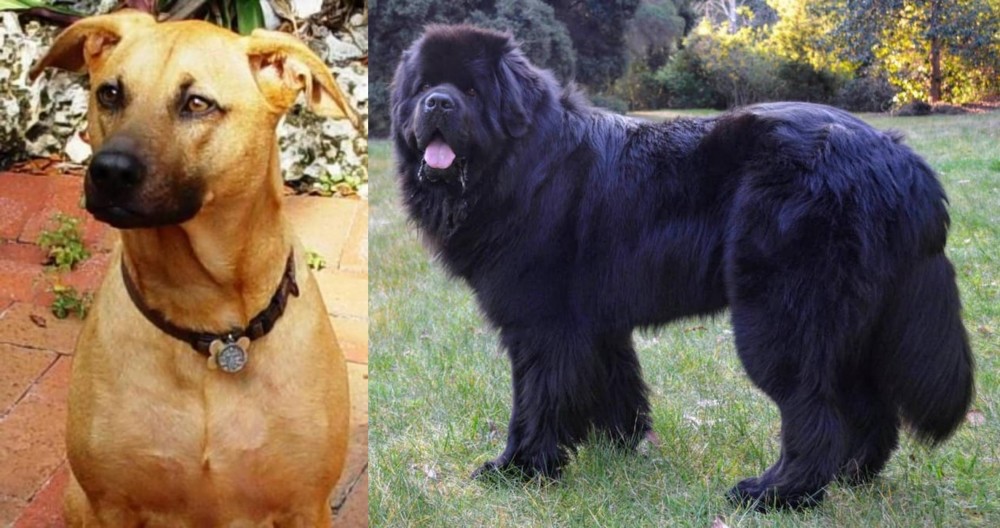 Newfoundland Dog vs Combai - Breed Comparison