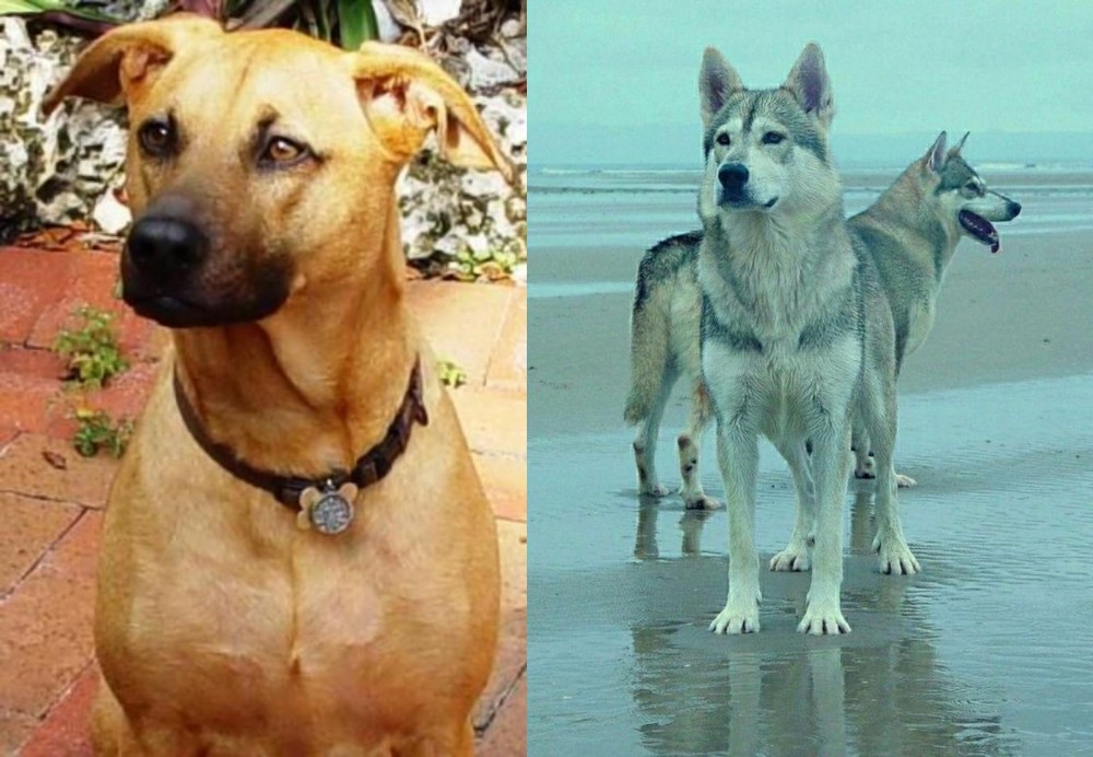 Northern Inuit Dog vs Combai - Breed Comparison
