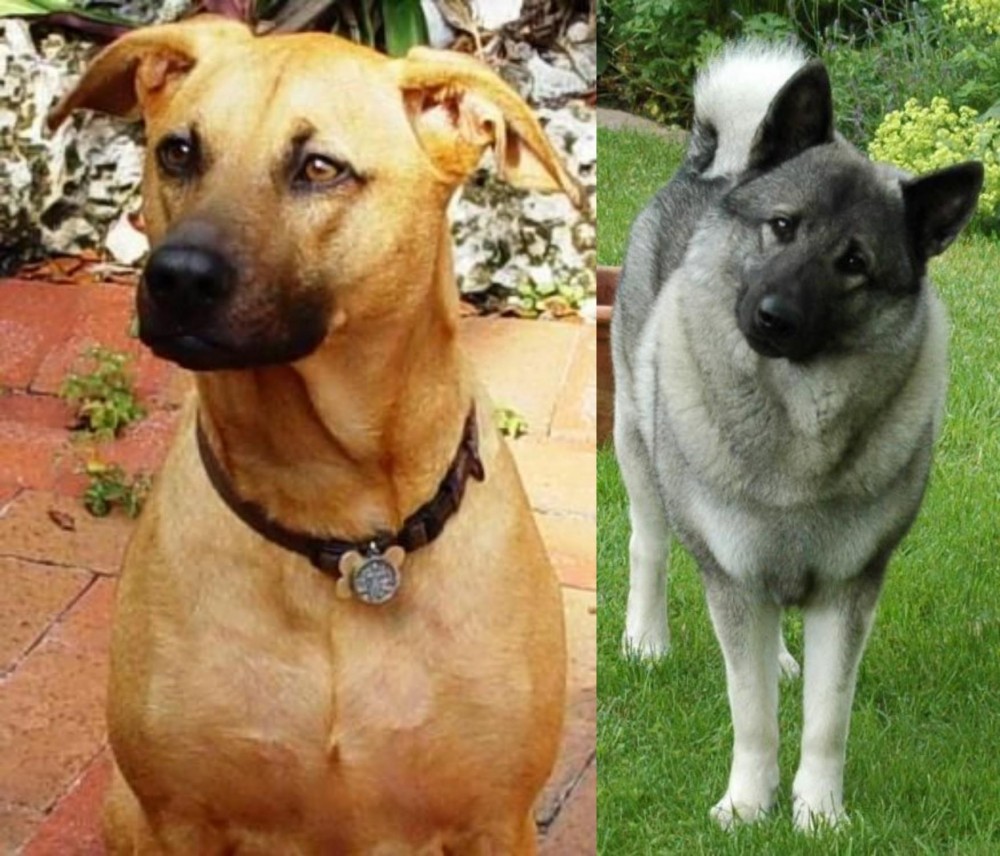 Norwegian Elkhound vs Combai - Breed Comparison