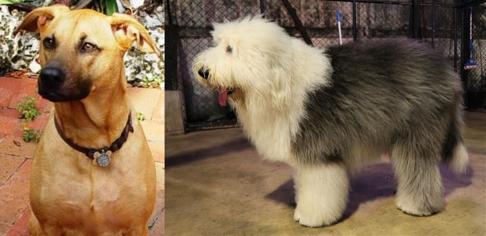 Old English Sheepdog vs Combai - Breed Comparison