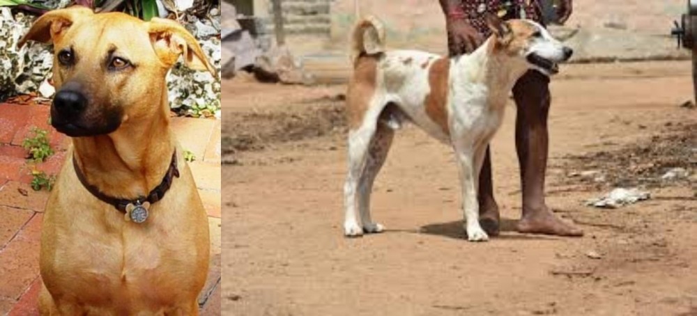 Pandikona vs Combai - Breed Comparison