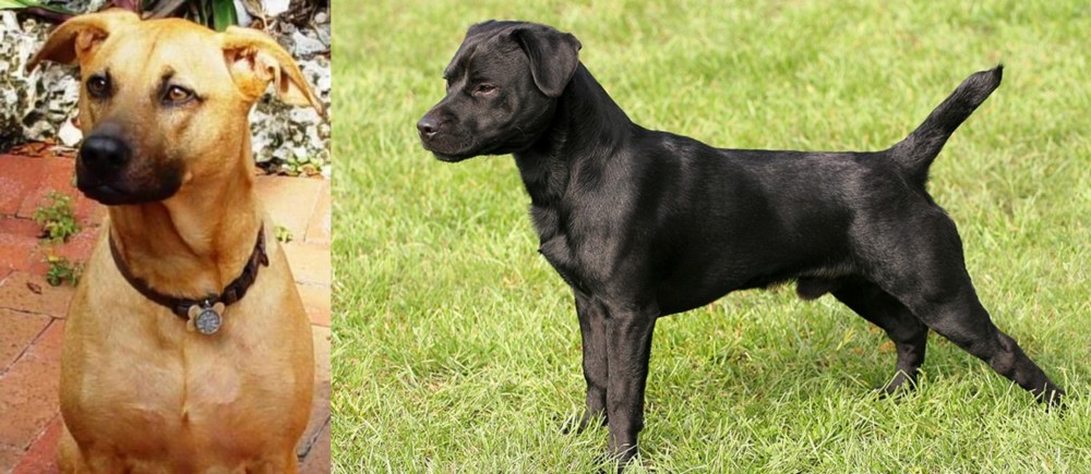 Patterdale Terrier vs Combai - Breed Comparison