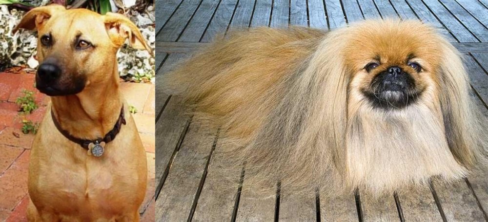 Pekingese vs Combai - Breed Comparison