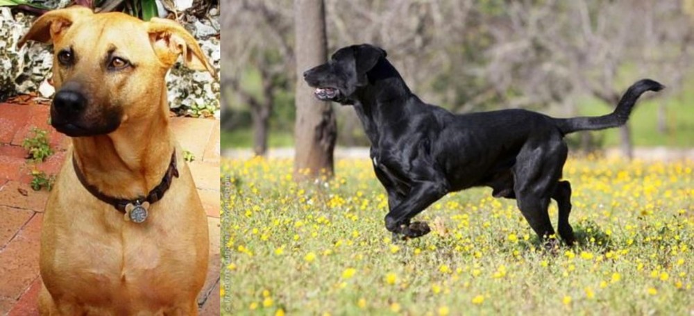 Perro de Pastor Mallorquin vs Combai - Breed Comparison