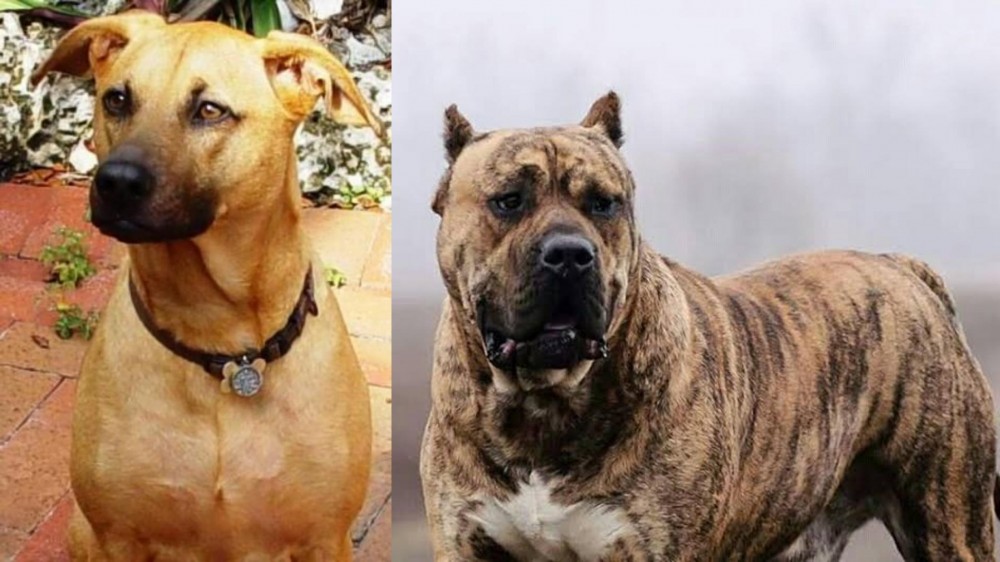 Perro de Presa Canario vs Combai - Breed Comparison
