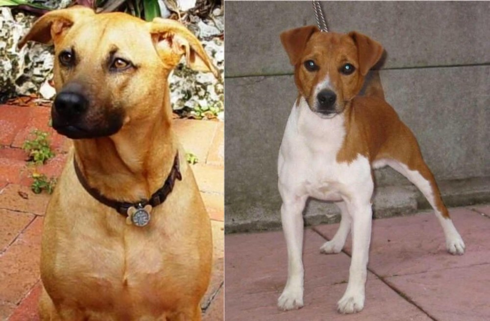 Plummer Terrier vs Combai - Breed Comparison