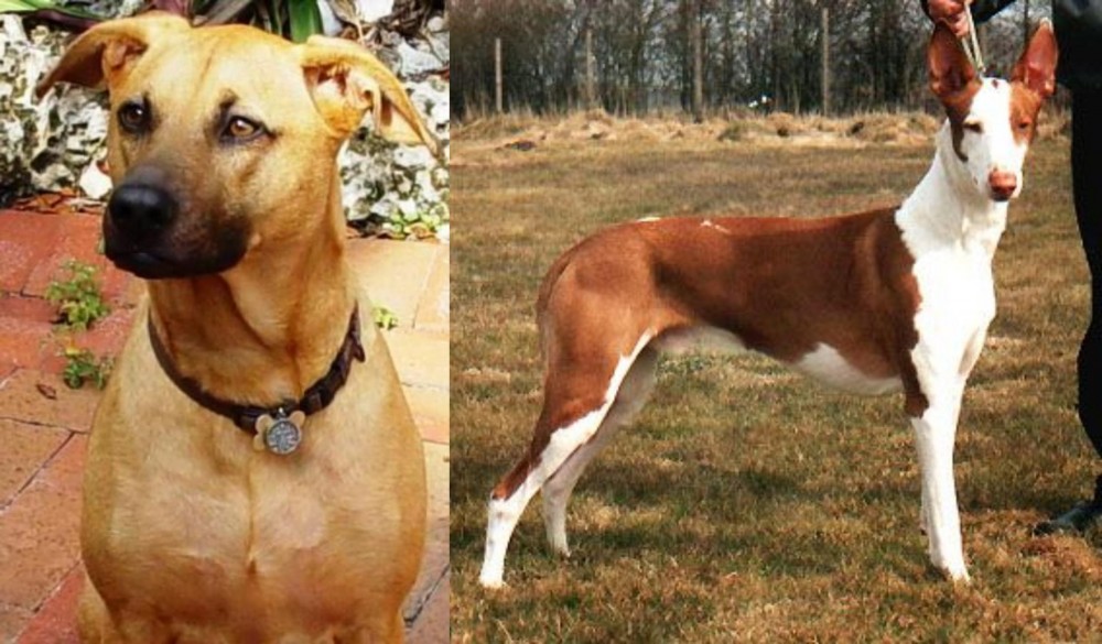 Podenco Canario vs Combai - Breed Comparison