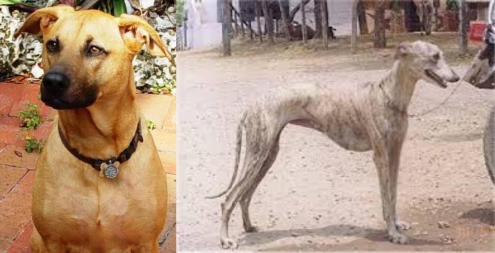 Rampur Greyhound vs Combai - Breed Comparison