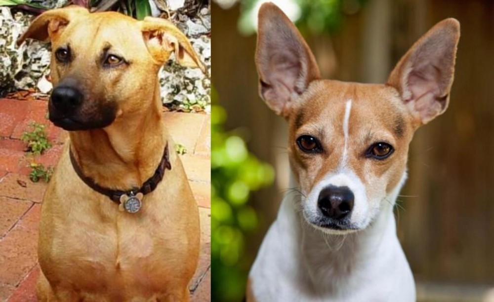 Rat Terrier vs Combai - Breed Comparison