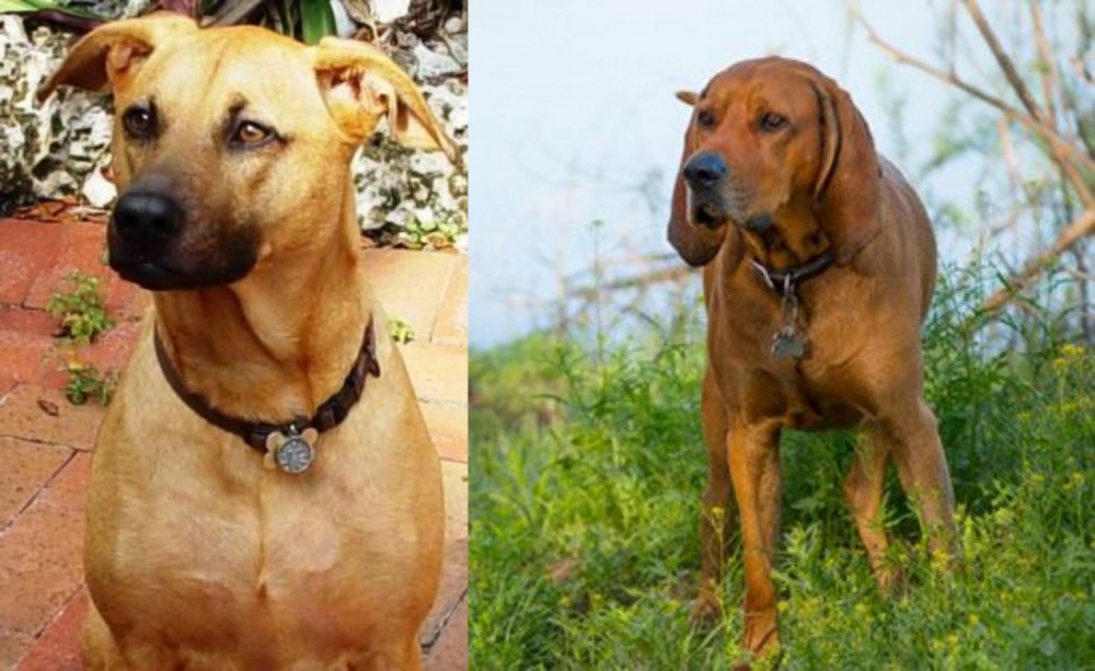 Redbone Coonhound vs Combai - Breed Comparison
