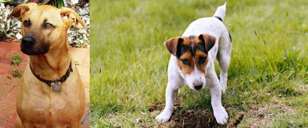 Russell Terrier vs Combai - Breed Comparison