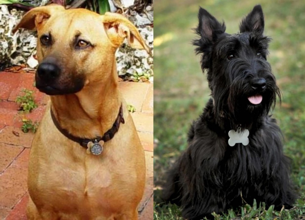 Scoland Terrier vs Combai - Breed Comparison