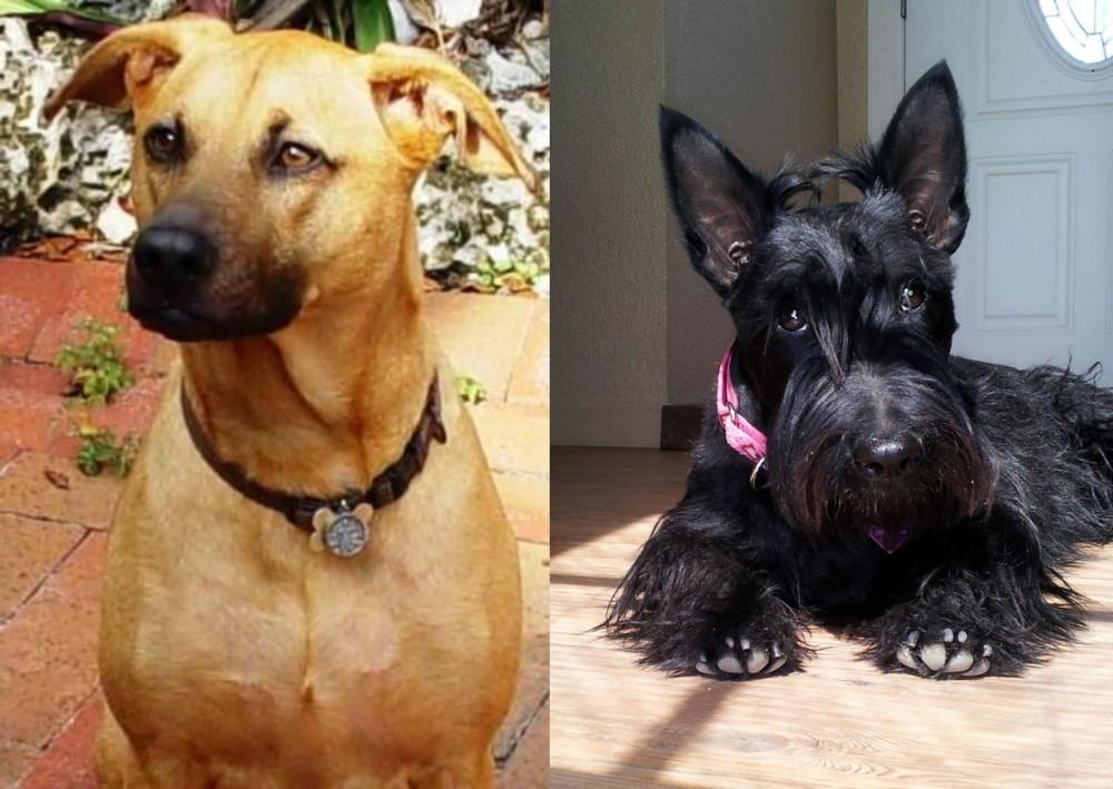 Scottish Terrier vs Combai - Breed Comparison