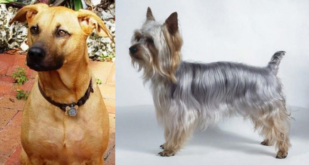 Silky Terrier vs Combai - Breed Comparison