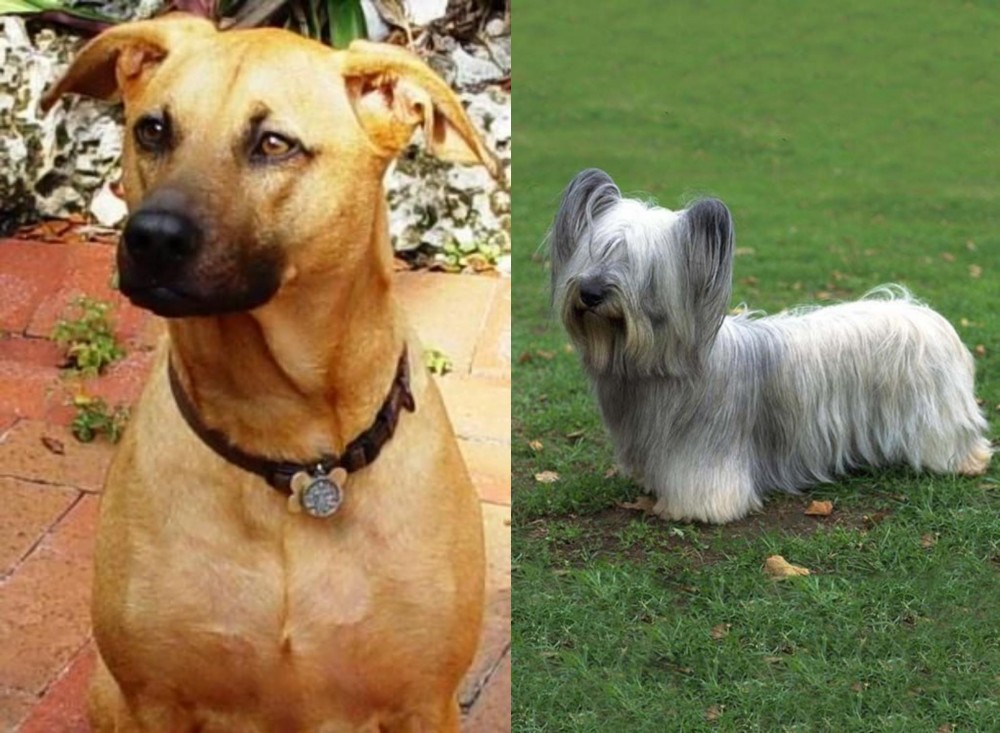 Skye Terrier vs Combai - Breed Comparison