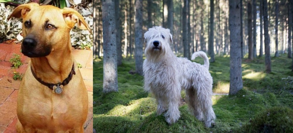 Soft-Coated Wheaten Terrier vs Combai - Breed Comparison