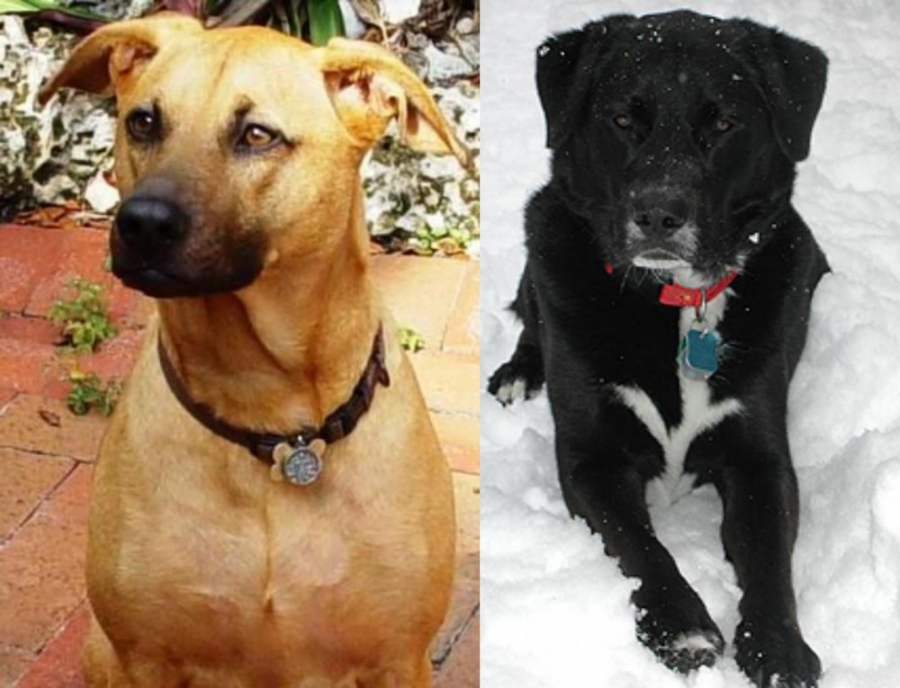 St. John's Water Dog vs Combai - Breed Comparison