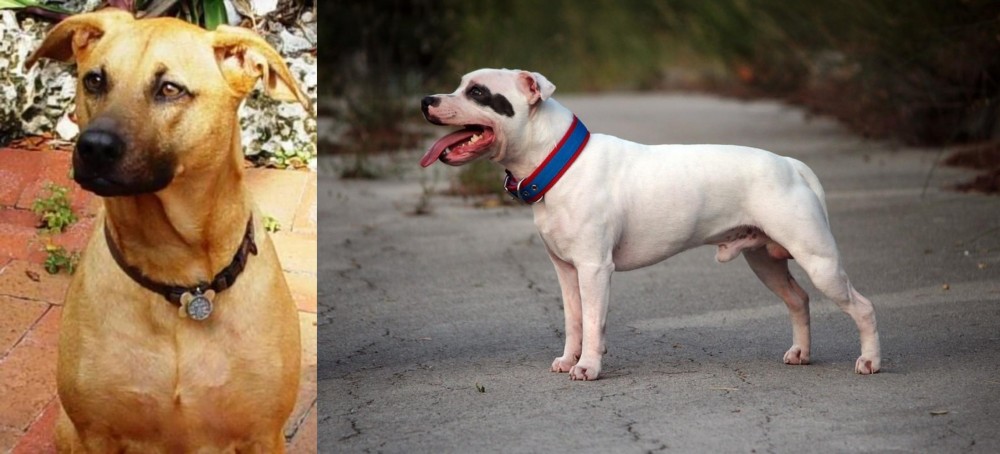 Staffordshire Bull Terrier vs Combai - Breed Comparison