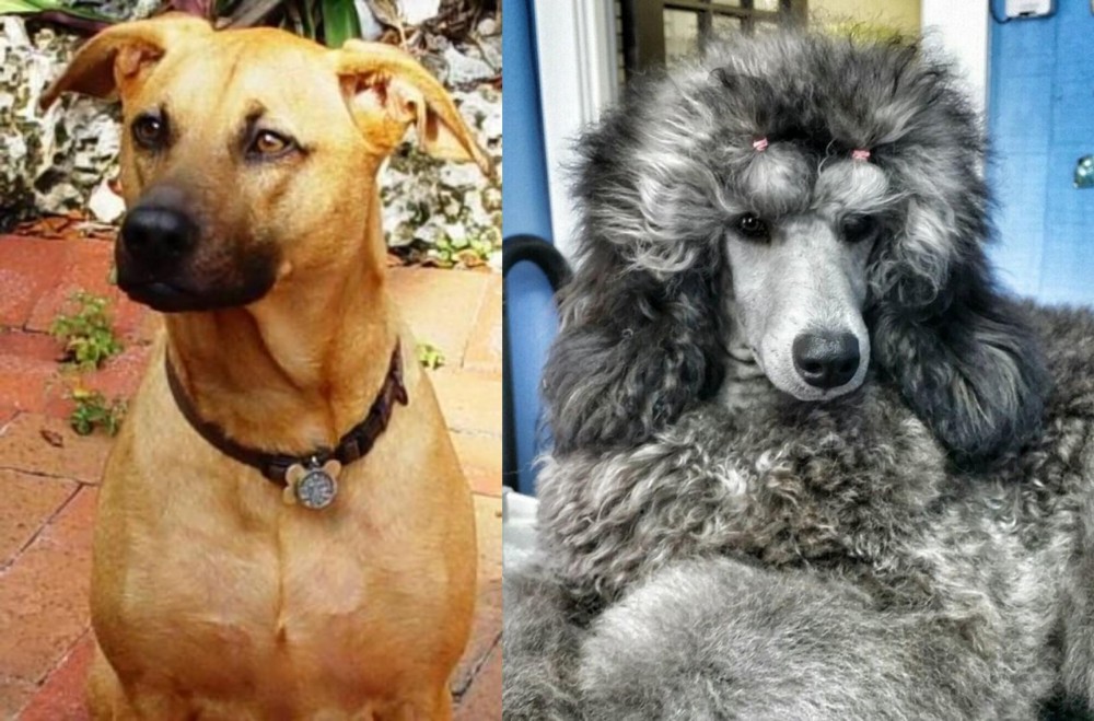Standard Poodle vs Combai - Breed Comparison