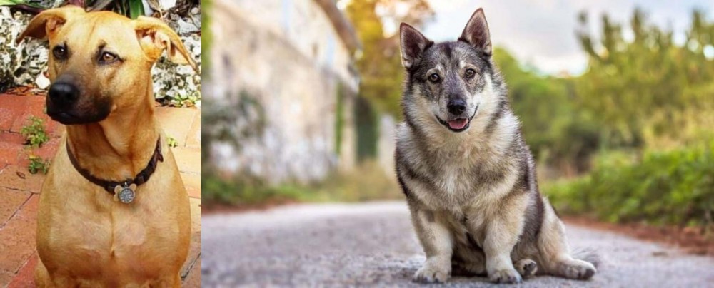 Swedish Vallhund vs Combai - Breed Comparison