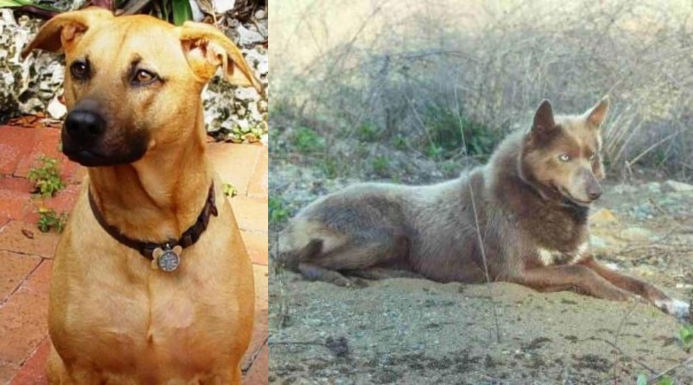Tahltan Bear Dog vs Combai - Breed Comparison