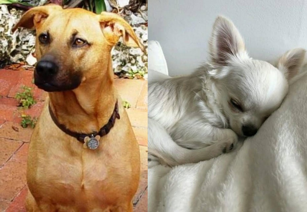 Tea Cup Chihuahua vs Combai - Breed Comparison
