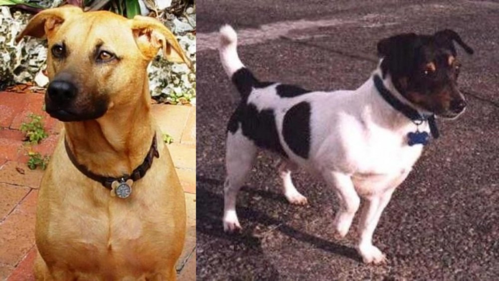 Teddy Roosevelt Terrier vs Combai - Breed Comparison