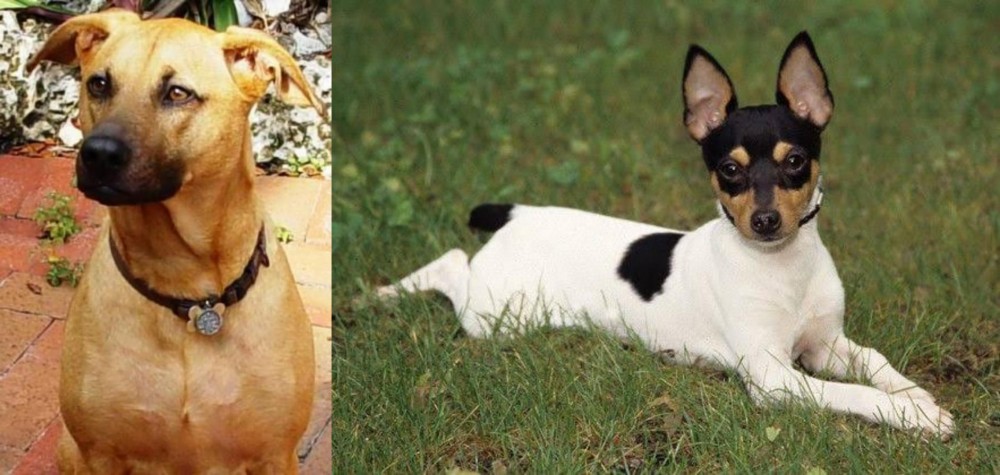 Toy Fox Terrier vs Combai - Breed Comparison