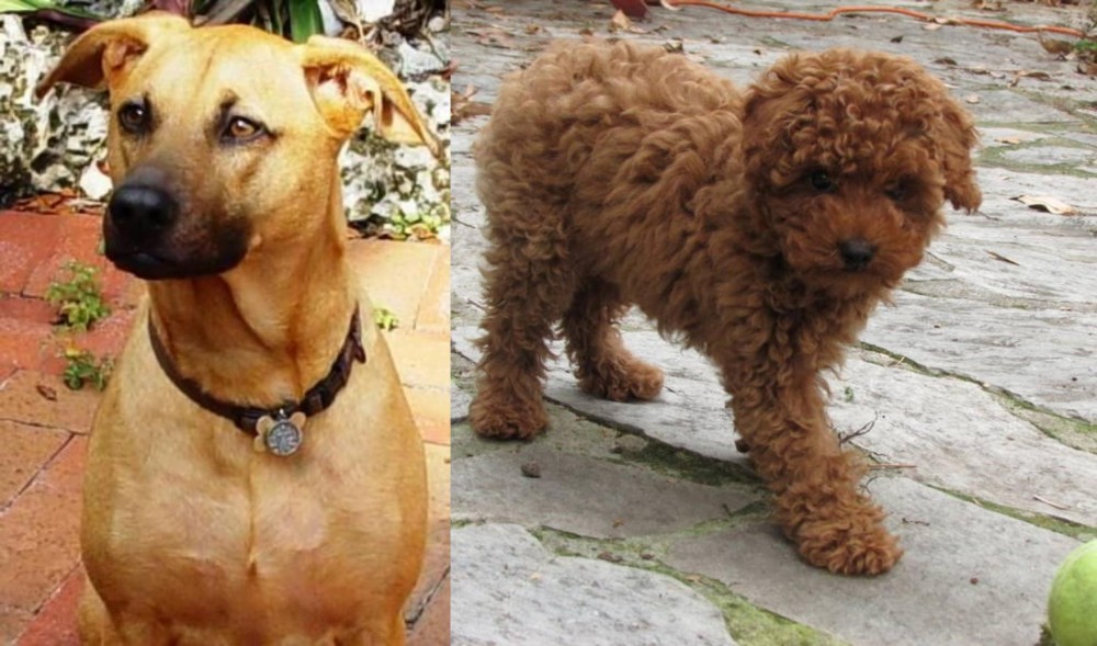 Toy Poodle vs Combai - Breed Comparison